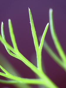 Preview wallpaper fennel, plant, leaves, macro, blur