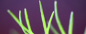 Preview wallpaper fennel, plant, leaves, macro, blur