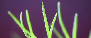 Preview wallpaper fennel, plant, leaves, macro, blur