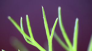 Preview wallpaper fennel, plant, leaves, macro, blur