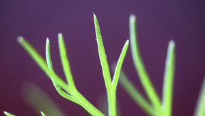 Preview wallpaper fennel, plant, leaves, macro, blur