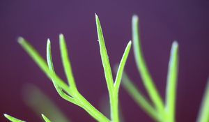 Preview wallpaper fennel, plant, leaves, macro, blur