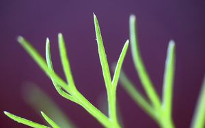 Preview wallpaper fennel, plant, leaves, macro, blur