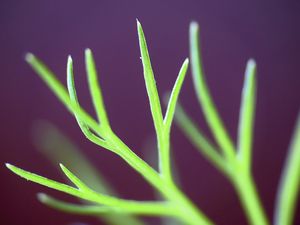 Preview wallpaper fennel, plant, leaves, macro, blur