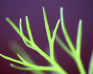 Preview wallpaper fennel, plant, leaves, macro, blur