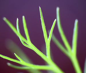 Preview wallpaper fennel, plant, leaves, macro, blur