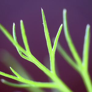 Preview wallpaper fennel, plant, leaves, macro, blur