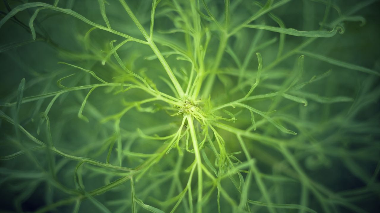 Wallpaper fennel, plant, macro, green