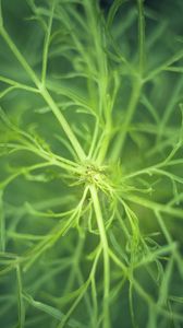 Preview wallpaper fennel, plant, macro, green