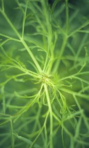 Preview wallpaper fennel, plant, macro, green