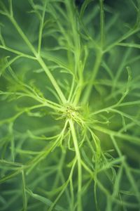 Preview wallpaper fennel, plant, macro, green