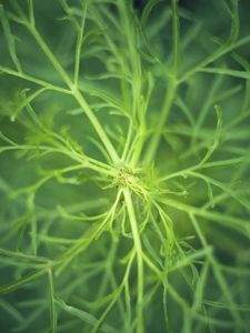 Preview wallpaper fennel, plant, macro, green