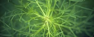 Preview wallpaper fennel, plant, macro, green