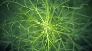 Preview wallpaper fennel, plant, macro, green