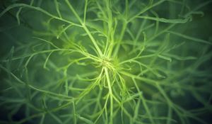 Preview wallpaper fennel, plant, macro, green