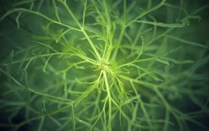 Preview wallpaper fennel, plant, macro, green