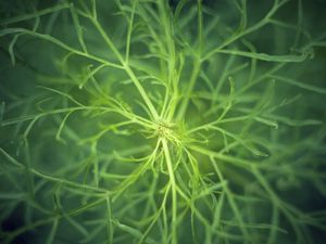 Preview wallpaper fennel, plant, macro, green