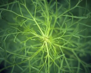 Preview wallpaper fennel, plant, macro, green