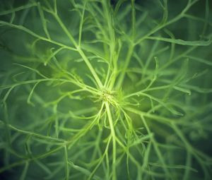 Preview wallpaper fennel, plant, macro, green