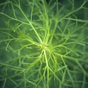 Preview wallpaper fennel, plant, macro, green