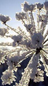 Preview wallpaper fennel, snow, hoarfrost, winter, frost