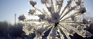 Preview wallpaper fennel, snow, hoarfrost, winter, frost