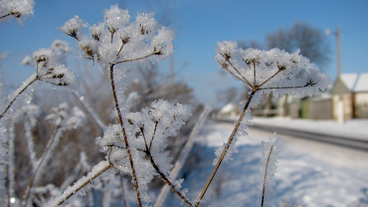 Wallpaper fennel, snow, hoarfrost, winter, frost, cold, road