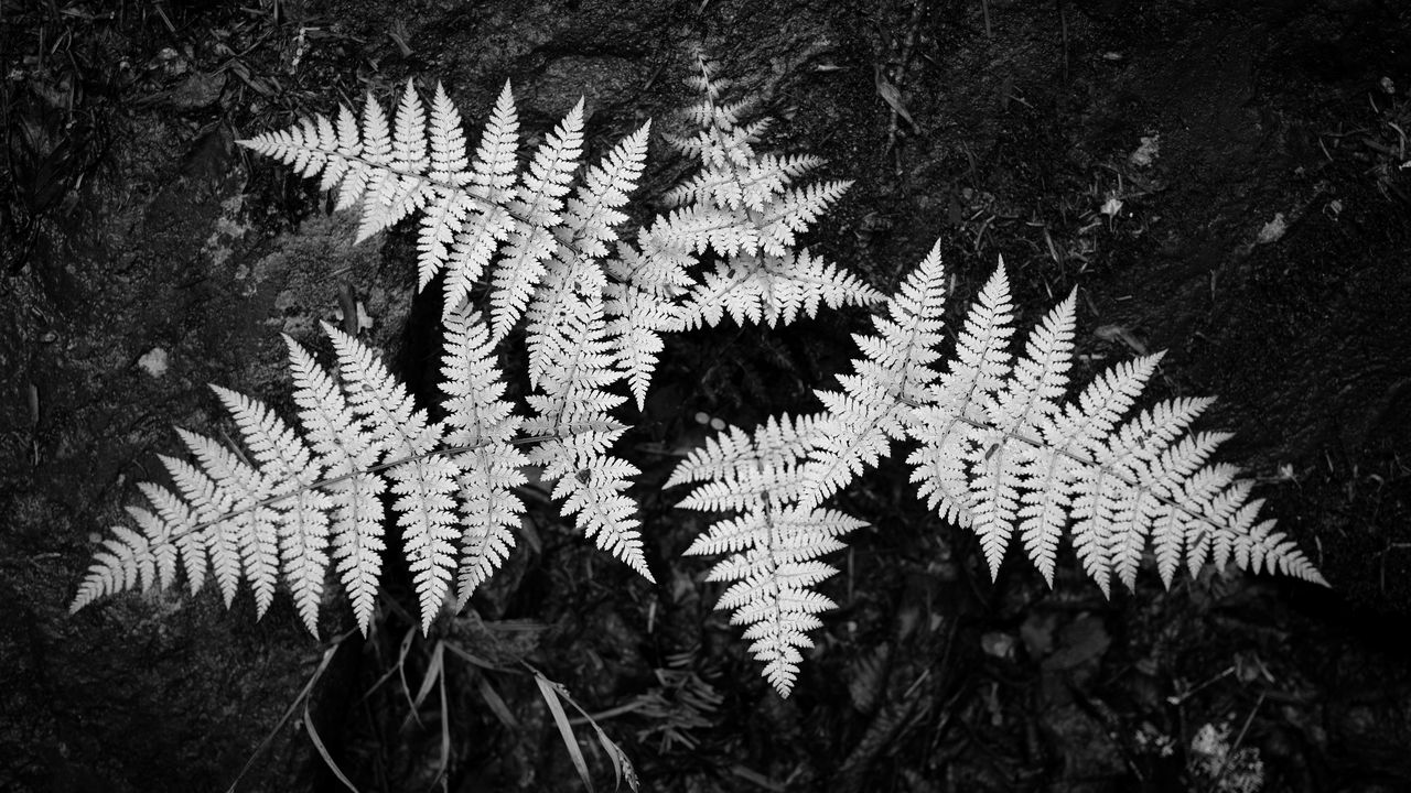 Wallpaper fern, black and white, plant, leaves