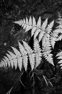 Preview wallpaper fern, black and white, plant, leaves