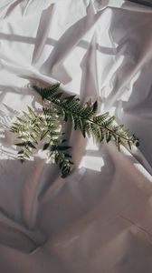 Preview wallpaper fern, branch, cloth, dark, white