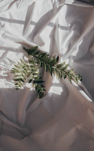 Preview wallpaper fern, branch, cloth, dark, white