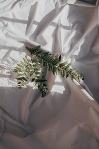 Preview wallpaper fern, branch, cloth, dark, white