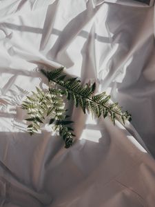 Preview wallpaper fern, branch, cloth, dark, white