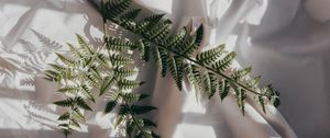 Preview wallpaper fern, branch, cloth, dark, white