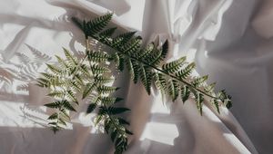 Preview wallpaper fern, branch, cloth, dark, white