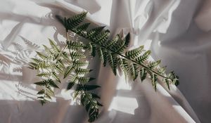 Preview wallpaper fern, branch, cloth, dark, white