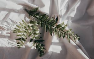 Preview wallpaper fern, branch, cloth, dark, white