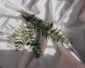 Preview wallpaper fern, branch, cloth, dark, white