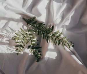 Preview wallpaper fern, branch, cloth, dark, white