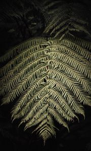 Preview wallpaper fern, branch, leaf, macro
