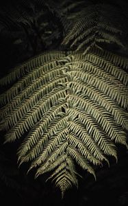 Preview wallpaper fern, branch, leaf, macro