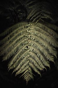 Preview wallpaper fern, branch, leaf, macro