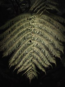 Preview wallpaper fern, branch, leaf, macro