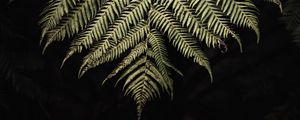 Preview wallpaper fern, branch, leaf, macro