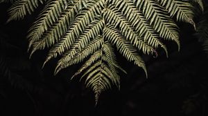 Preview wallpaper fern, branch, leaf, macro
