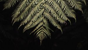 Preview wallpaper fern, branch, leaf, macro