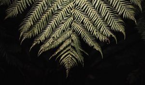 Preview wallpaper fern, branch, leaf, macro