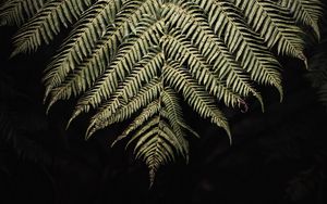 Preview wallpaper fern, branch, leaf, macro