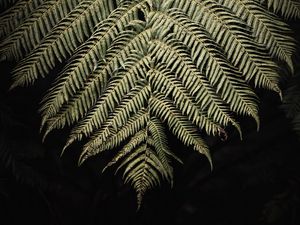 Preview wallpaper fern, branch, leaf, macro