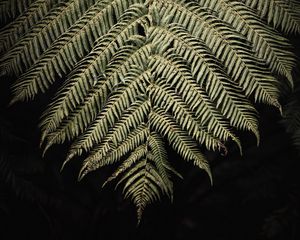 Preview wallpaper fern, branch, leaf, macro